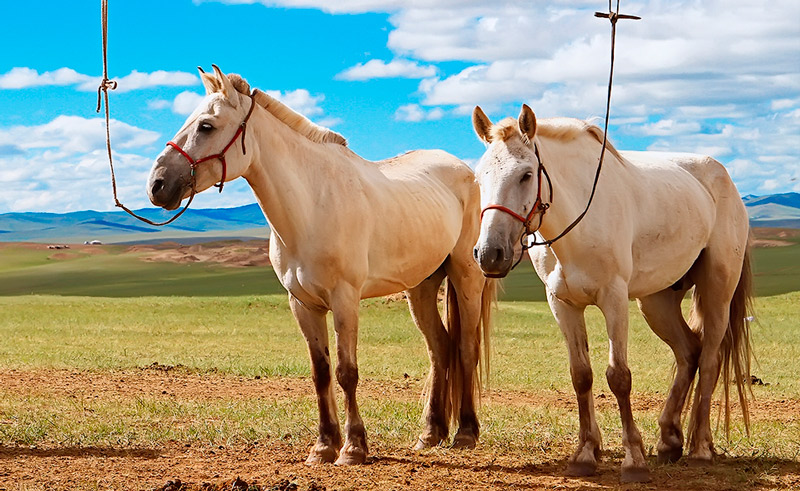 horseback riding mongolia 